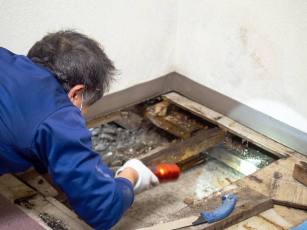 Best Toxic Mold Removal  in Kaunakakai, HI