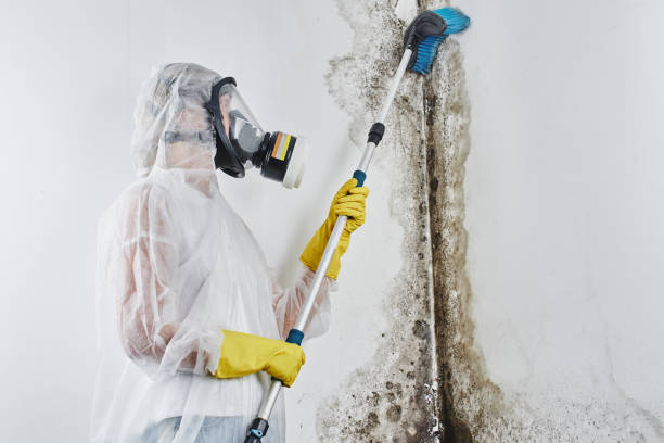 Mold Removal Process in Kaunakakai, HI