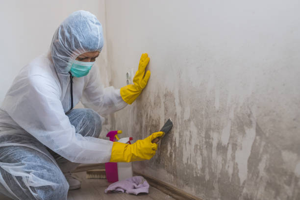 Best Fast Mold Removal  in Kaunakakai, HI