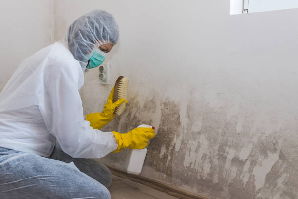 Best Certified Mold Removal  in Kaunakakai, HI